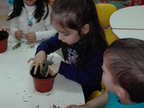 Plantar alfazema e alecrim, 1º em pequenos vasos